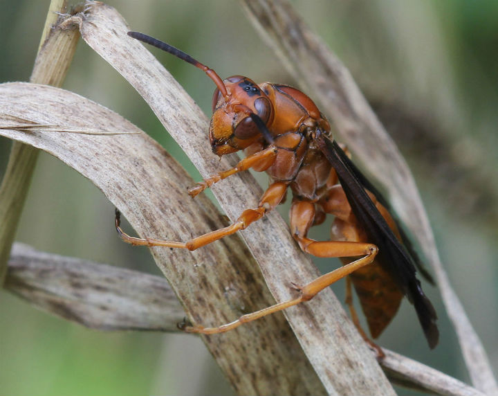 Paper Wasp